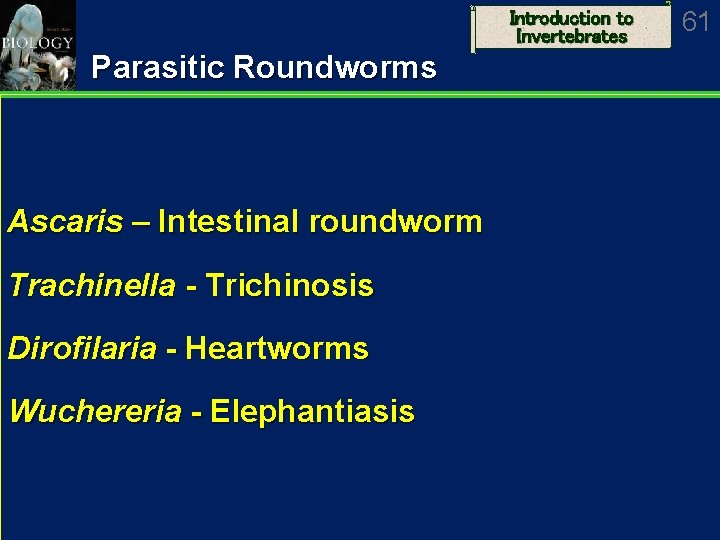 Introduction to Invertebrates Parasitic Roundworms Ascaris – Intestinal roundworm Trachinella - Trichinosis Dirofilaria -