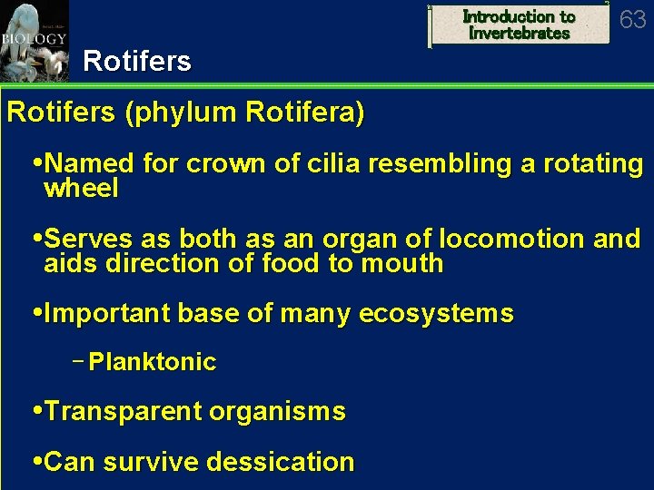 Introduction to Invertebrates 63 Rotifers (phylum Rotifera) Named for crown of cilia resembling a