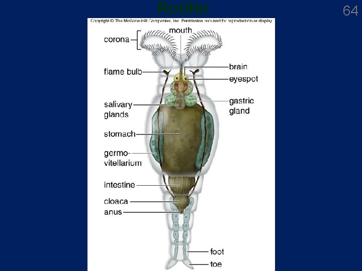 Rotifer 64 