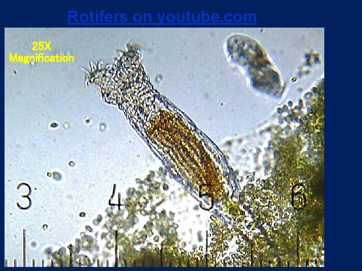 Rotifers on youtube. com 25 X Magnification 