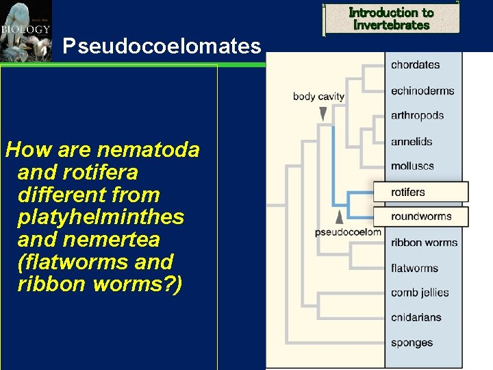 Introduction to Invertebrates Pseudocoelomates How are nematoda and rotifera different from platyhelminthes and nemertea