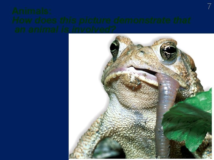 Animals: How does this picture demonstrate that an animal is involved? 7 