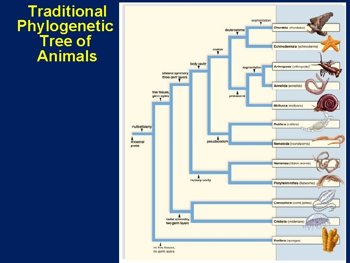 Traditional Phylogenetic Tree of Animals 8 