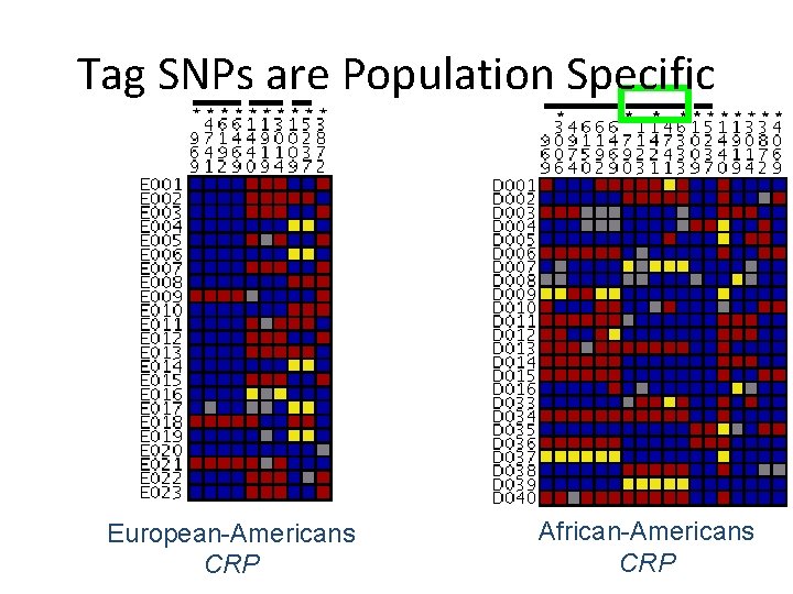 Tag SNPs are Population Specific European-Americans CRP African-Americans CRP 