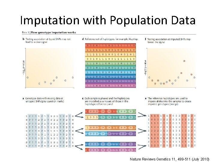 Imputation with Population Data Nature Reviews Genetics 11, 499 -511 (July 2010) 