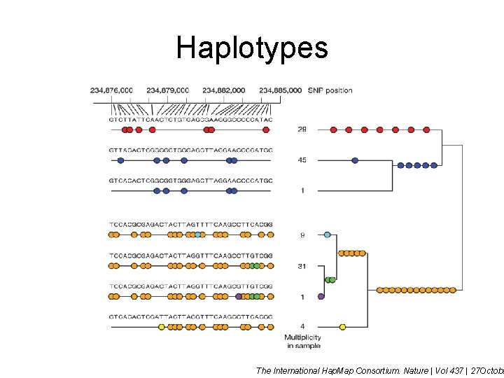 Haplotypes The International Hap. Map Consortium. Nature | Vol 437 | 27 Octobe 