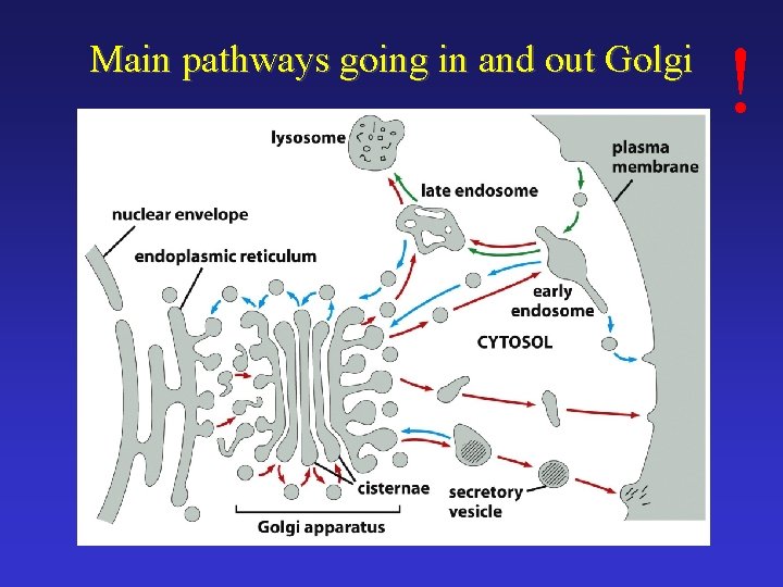 Main pathways going in and out Golgi ! 