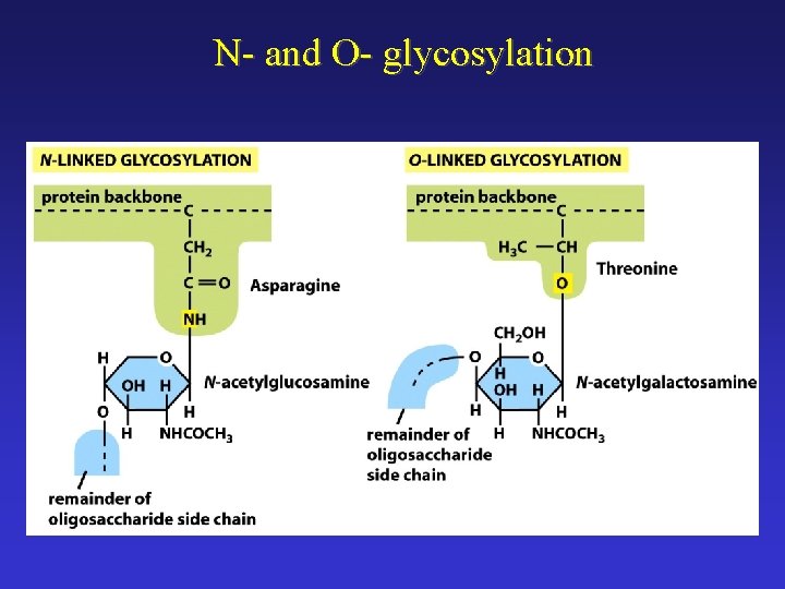 N- and O- glycosylation 