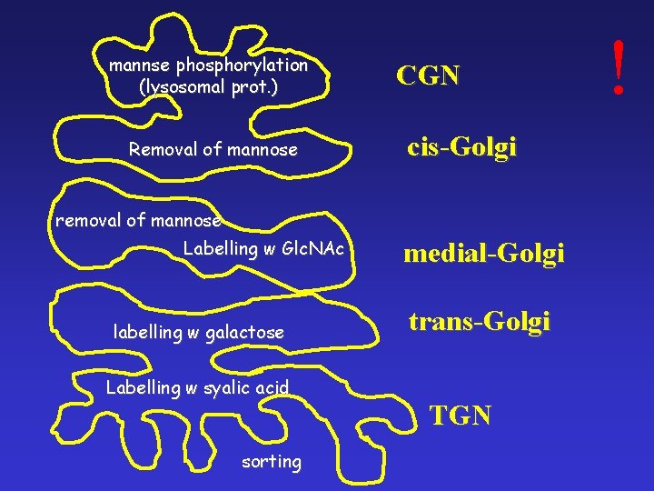 mannse phosphorylation (lysosomal prot. ) Removal of mannose CGN cis-Golgi removal of mannose Labelling