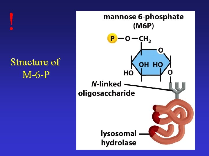 ! Structure of M-6 -P 