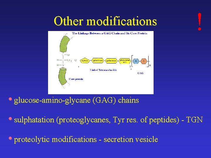 Other modifications ! • glucose-amino-glycane (GAG) chains • sulphatation (proteoglycanes, Tyr res. of peptides)