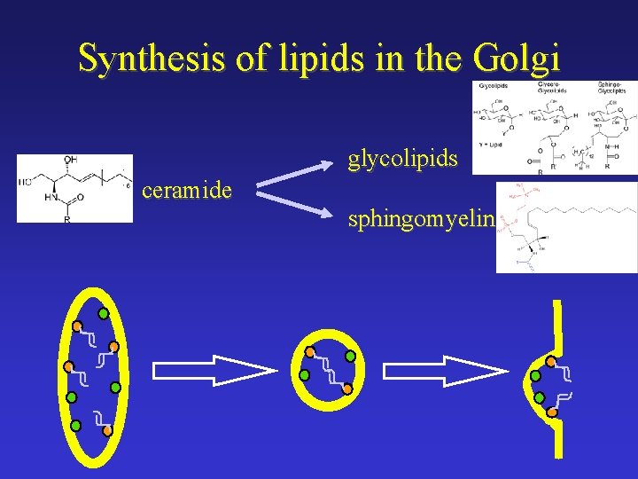 Synthesis of lipids in the Golgi glycolipids ceramide sphingomyelin 