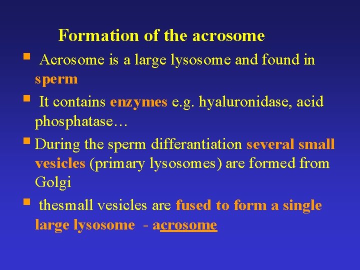 § Formation of the acrosome Acrosome is a large lysosome and found in sperm