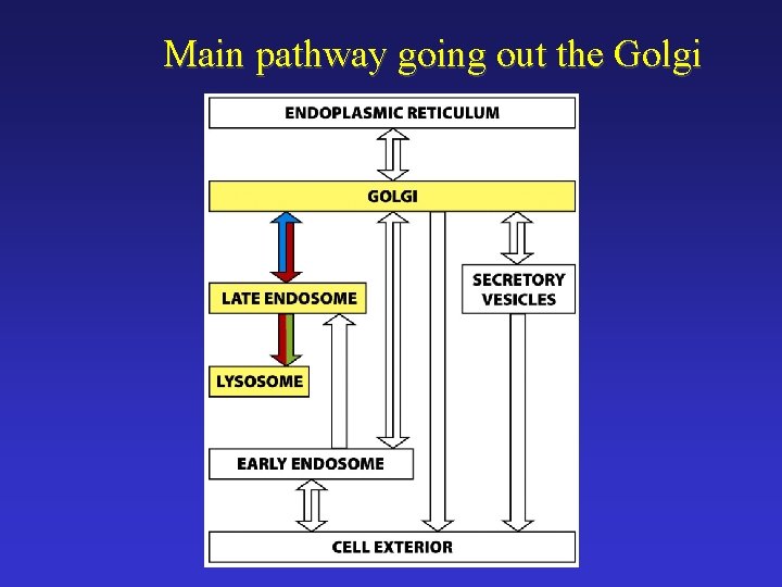 Main pathway going out the Golgi 