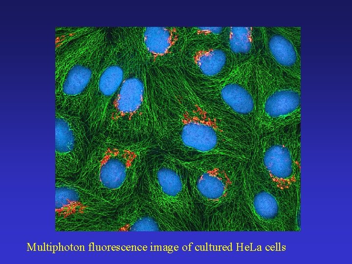 Multiphoton fluorescence image of cultured He. La cells 