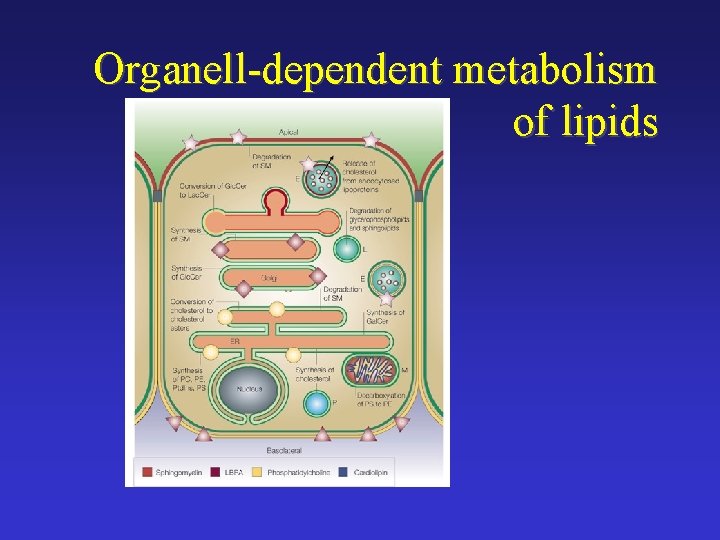 Organell-dependent metabolism of lipids 