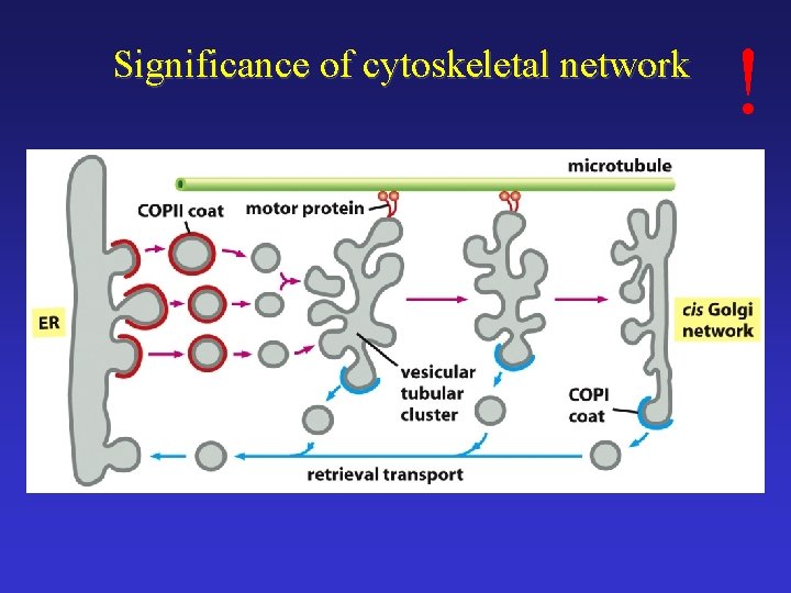 Significance of cytoskeletal network ! 