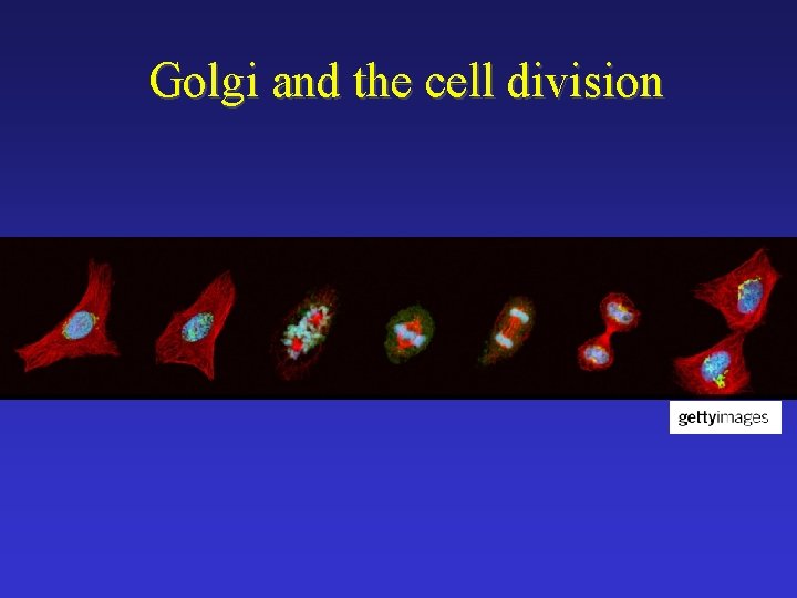 Golgi and the cell division 