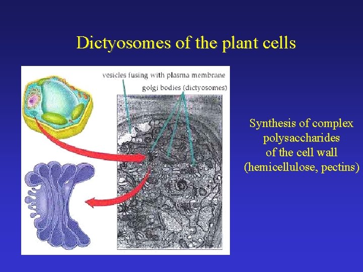 Dictyosomes of the plant cells Synthesis of complex polysaccharides of the cell wall (hemicellulose,