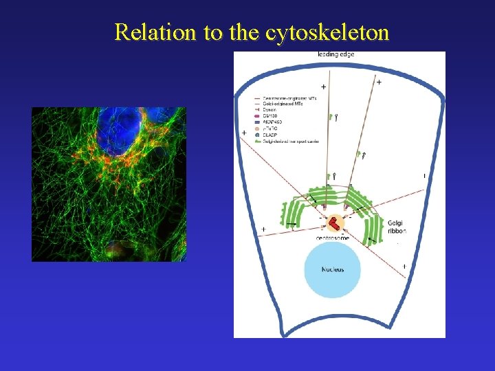 Relation to the cytoskeleton 