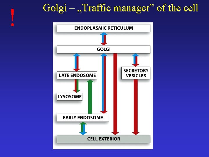 ! Golgi – „Traffic manager” of the cell 