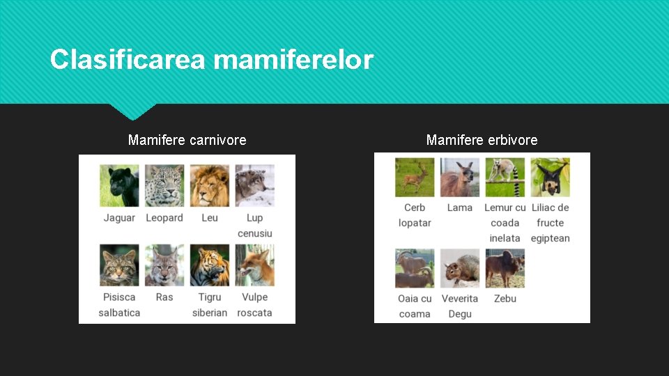 Clasificarea mamiferelor Mamifere carnivore Mamifere erbivore Clasificarea mamiferelor Mamifere carnivore Mamifere erbivore