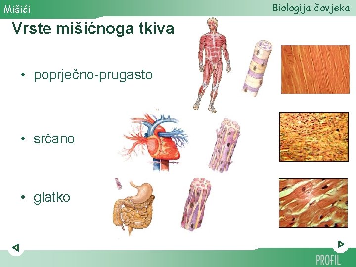 Mišići Vrste mišićnoga tkiva • poprječno-prugasto • srčano • glatko Biologija čovjeka 