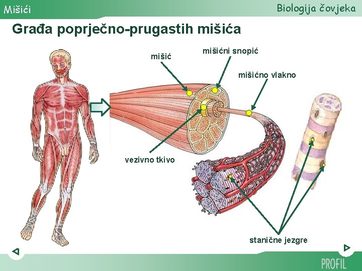 Biologija čovjeka Mišići Građa poprječno-prugastih mišića mišićni snopić mišićno vlakno vezivno tkivo stanične jezgre