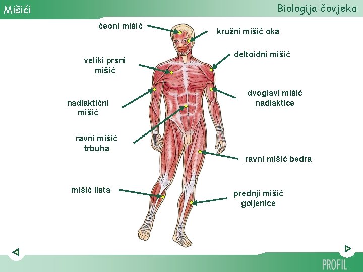 Biologija čovjeka Mišići čeoni mišić veliki prsni mišić nadlaktični mišić kružni mišić oka deltoidni