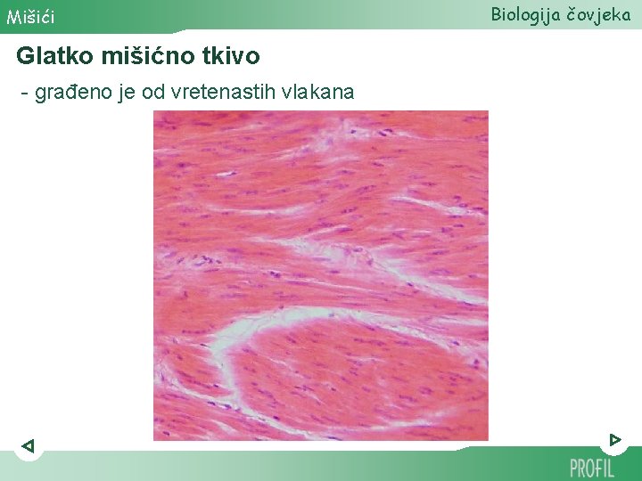 Mišići Glatko mišićno tkivo - građeno je od vretenastih vlakana Biologija čovjeka 