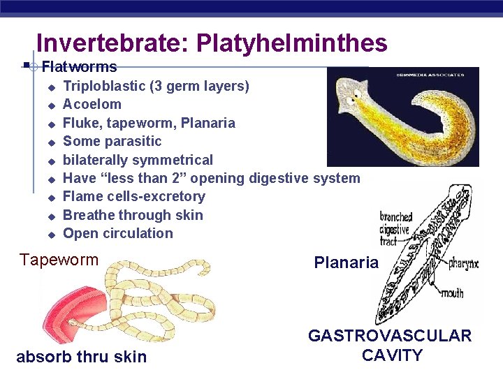 Invertebrate: Platyhelminthes § Flatworms u u u u u Triploblastic (3 germ layers) Acoelom