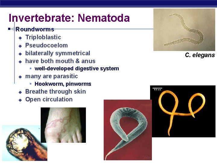 Invertebrate: Nematoda § Roundworms u u Triploblastic Pseudocoelom bilaterally symmetrical have both mouth &