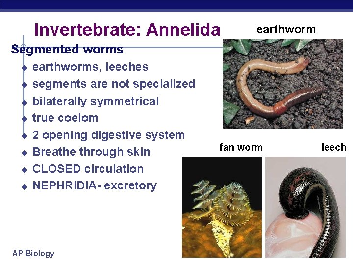 Invertebrate: Annelida earthworm Segmented worms u u u u earthworms, leeches segments are not