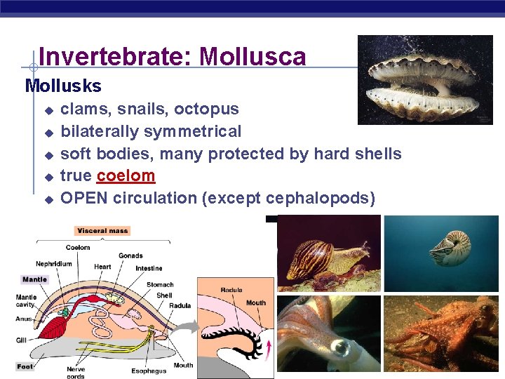 Invertebrate: Mollusca Mollusks u u u clams, snails, octopus bilaterally symmetrical soft bodies, many