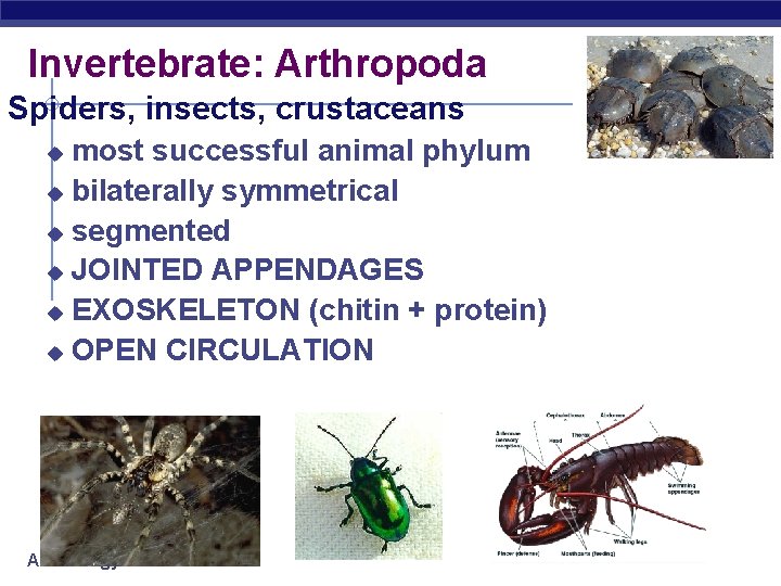 Invertebrate: Arthropoda Spiders, insects, crustaceans most successful animal phylum u bilaterally symmetrical u segmented