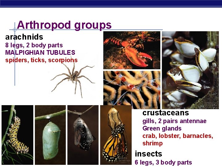 Arthropod groups arachnids 8 legs, 2 body parts MALPIGHIAN TUBULES spiders, ticks, scorpions crustaceans