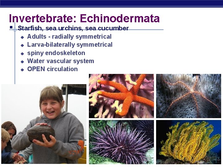 Invertebrate: Echinodermata § Starfish, sea urchins, sea cucumber u u u Adults - radially