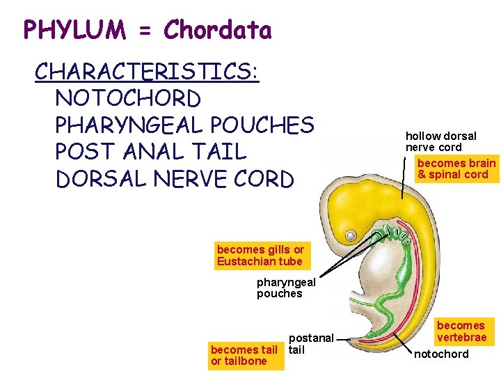 PHYLUM = Chordata CHARACTERISTICS: NOTOCHORD PHARYNGEAL POUCHES POST ANAL TAIL DORSAL NERVE CORD hollow