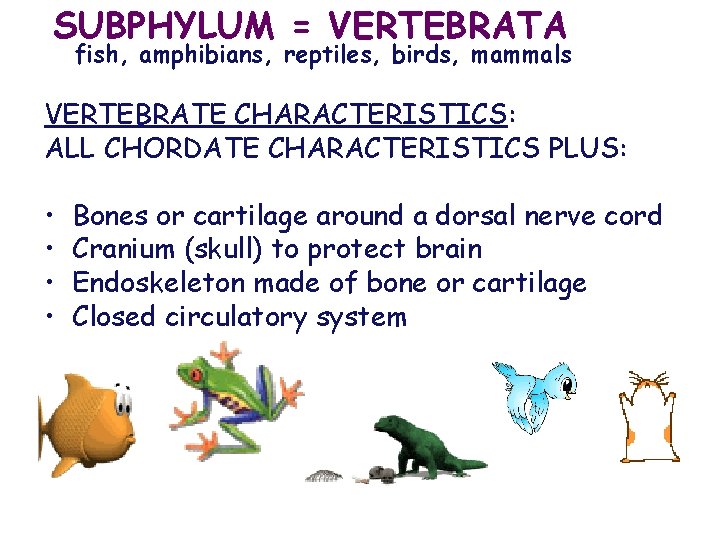 SUBPHYLUM = VERTEBRATA fish, amphibians, reptiles, birds, mammals VERTEBRATE CHARACTERISTICS: ALL CHORDATE CHARACTERISTICS PLUS: