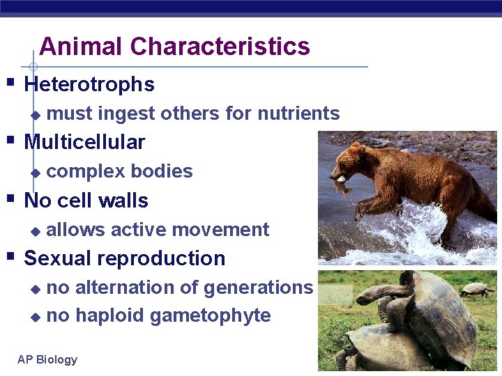 Animal Characteristics § Heterotrophs u must ingest others for nutrients § Multicellular u complex