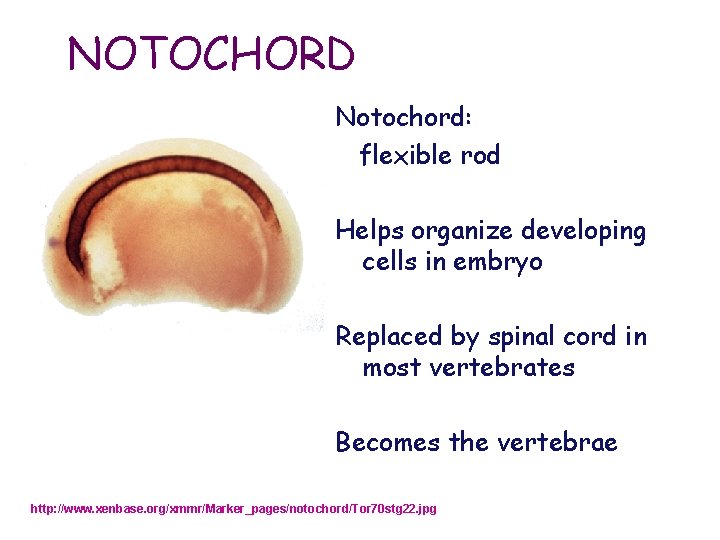 NOTOCHORD Notochord: flexible rod Helps organize developing cells in embryo Replaced by spinal cord