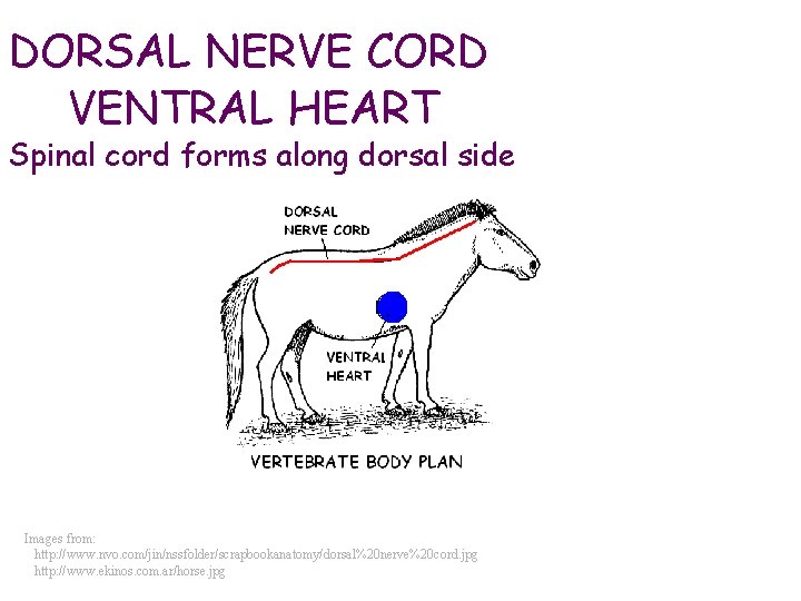 DORSAL NERVE CORD VENTRAL HEART Spinal cord forms along dorsal side Images from: http: