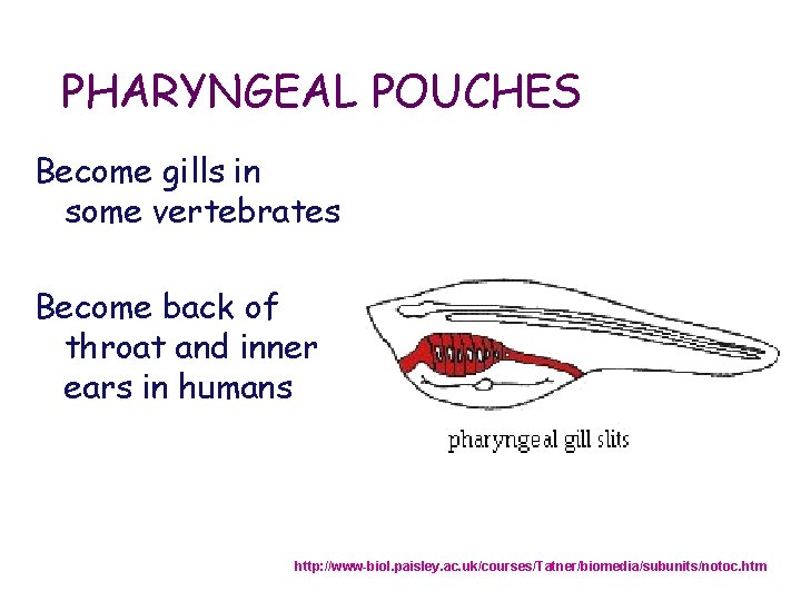 PHARYNGEAL POUCHES Become gills in some vertebrates Become back of throat and inner ears