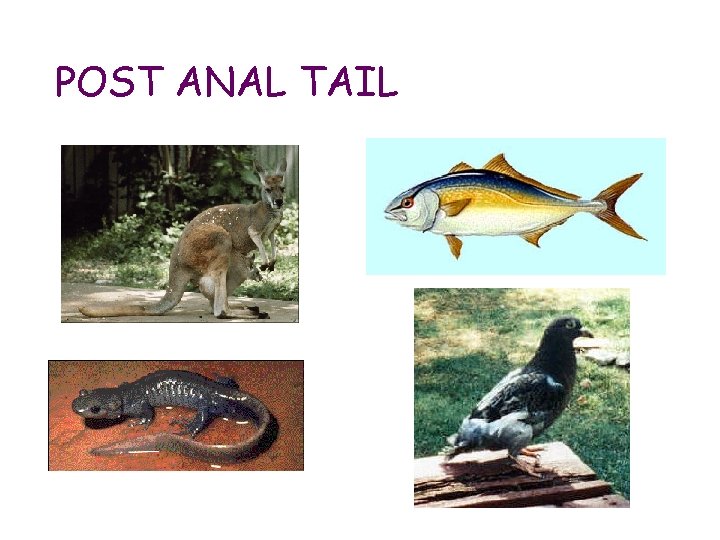 POST ANAL TAIL 
