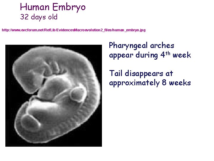 Human Embryo 32 days old http: //www. evcforum. net/Ref. Lib/Evidences. Macroevolution 2_files/human_embryo. jpg Pharyngeal