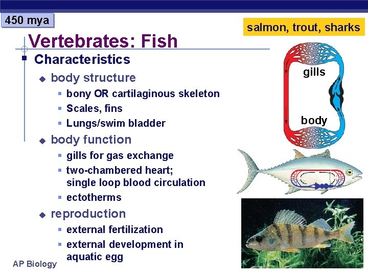 450 mya Vertebrates: Fish § Characteristics u body structure § bony OR cartilaginous skeleton