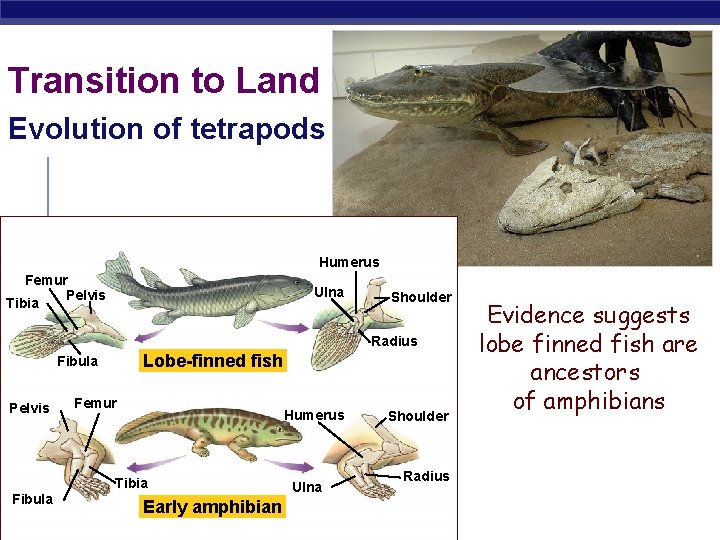 Transition to Land Evolution of tetrapods Humerus Femur Pelvis Tibia Ulna Shoulder Radius Lobe-finned