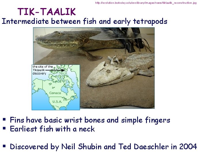 http: //evolution. berkeley. edu/evolibrary/images/news/tiktaalik_reconstruction. jpg TIK-TAALIK Intermediate between fish and early tetrapods § Fins