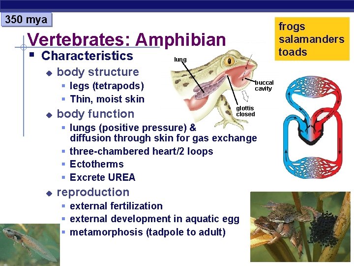 350 mya frogs salamanders toads Vertebrates: Amphibian § Characteristics u lung body structure buccal