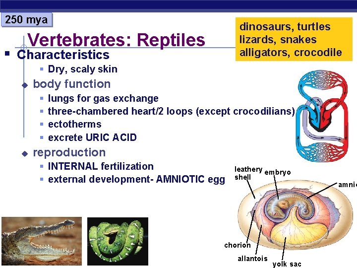 250 mya dinosaurs, turtles lizards, snakes alligators, crocodile Vertebrates: Reptiles § Characteristics § Dry,